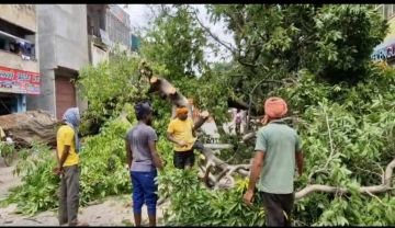 मिर्जापुर18 जुलाई 24*शहर में मध्य गिरधर के चौराहे के पास गिरा हरा पेड़* मिर्जापुर18 जुलाई 24*शहर में मध्य गिरधर के चौराहे के पास गिरा हरा पेड़*