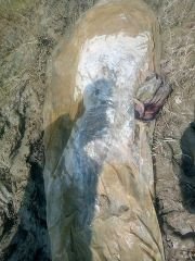 कानपुर21जुलाई24*गंगा कटरी में उतराते मिले दो अज्ञात शव