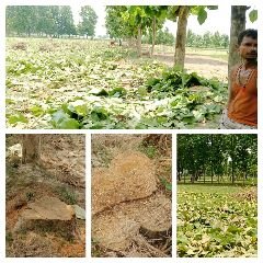 कौशाम्बी25जुलाई24*गामा व ठुररा ने पेट्रोलिंग आरा मशीन से काट दिया सागौन के 40 हरे पेड़* कौशाम्बी25जुलाई24*गामा व ठुररा ने पेट्रोलिंग आरा मशीन से काट दिया सागौन के 40 हरे पेड़*