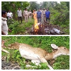 अनूपपुर31जुलाई24*धुरवासिन में मालगाड़ी से टकराकर मादा चीतल की मौत,सम्मान से किया अन्तिम संस्कार