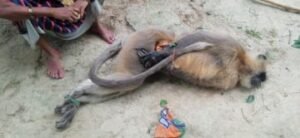 रायबरेली31जुलाई24*विद्युत प्रवाहित 11 केवी हाई टेंशन लाइन की चपेट में आने से लंगूर की मौके पर ही मौत