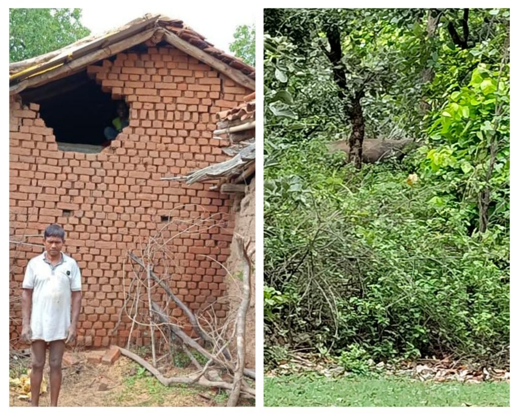 अनूपपुर 01 जुलाई 24*गोबरी में लेन्टाना जंगल का फायदा उठाकर हुल्ला पार्टी को चकमा दे रहे दो हाथी,विगत रात बांका में तोडी दीवाल,पांच कि,मी,चलकर सुबह फिर गोबरी के जंगल पहुंचे दोनों हाथी