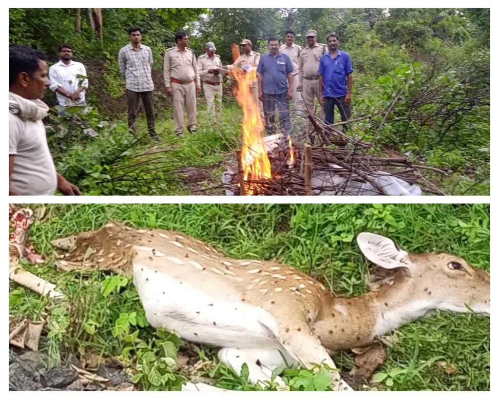 अनुपपुर 31 जुलाई 24*धुरवासिन में मालगाड़ी से टकराकर मादा चीतल की मौत,सम्मान से किया अन्तिम संस्कार