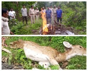 अनुपपुर 31 जुलाई 24*धुरवासिन में मालगाड़ी से टकराकर मादा चीतल की मौत,सम्मान से किया अन्तिम संस्कार