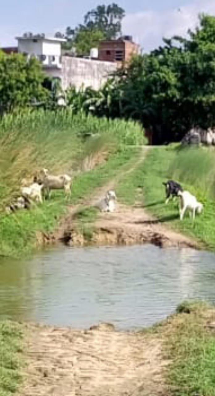 गोरखपुर2अगस्त24*गांवों को जोड़ने वाला ईंट से बने खड़ंजा के इस रोड की दशा विगत 2 वर्ष से खराब है।