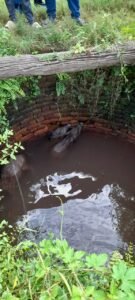 अनूपपुर28अगस्त24*जगत विहीन कुआं में गिरे चार जंगली सूअर एक की मौत तीन का किया गया सुरक्षित रेस्क्यू*