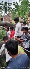 कानपुर नगर4अगस्त24*तेज हवाओं के बहाव में जड़ से कमजोर विशाल वृक्ष ढहा।