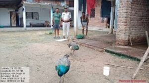 अनूपपुर5अगस्त24*चोटिल नर मोर का ग्रामीण ने किया देशी उपचार,वनविभाग की टीम पहुंची मौके पर*