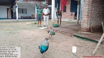 अनूपपुर5अगस्त24*चोटिल नर मोर का ग्रामीण ने किया देशी उपचार,वनविभाग की टीम पहुंची मौके पर*