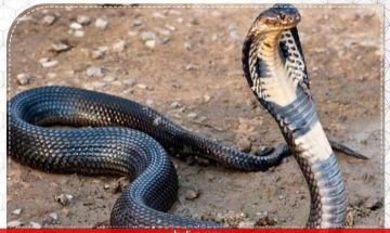 वाराणसी8अगस्त24*नाग पंचमी मनाने का कारण , कैसै करे पूजा