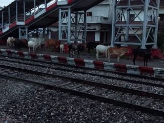 कानपुर नगर28अगस्त24*बिल्हौर रेलवे स्टेशन बना मवेशियों का अड्डा*