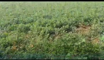 मऊरानीपुर ( झांसी ) 4 सितंबर 2024 वारिस से खराब हुई तिली की फसल जिससे किसानों की चिंताएं बढ़ी।