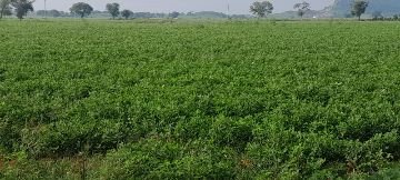 मऊरानीपुर झांसी। 10 सितंबर 2024 कम वर्षा से फसलों में लग रहे तमाम तरह के रोग,