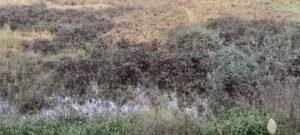 झांसी। 16 सितंबर 2024*अधिक वर्षा से खराब हुई खरीफ फसल का मुआवजा दिलाने की मांग।