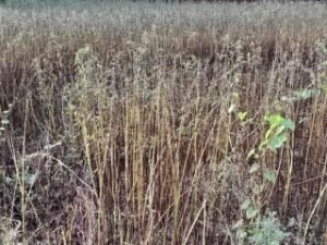 झांसी17सितंबर 2024 अधिक वर्षा से दलहनी, तिलहनी खरीफ फसलें हो रही है खराब ।