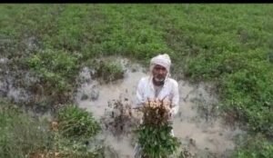 झांसी।19सितंबर 2024 अधिक वर्षा होने से खेतों में पानी भरा रहने से सड़ने लगी खरीफ की फसलें।