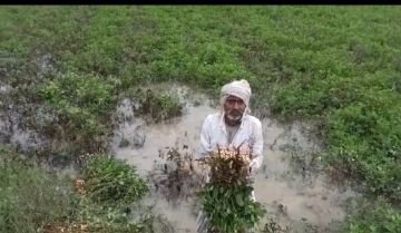 झांसी।19सितंबर 2024 अधिक वर्षा होने से खेतों में पानी भरा रहने से सड़ने लगी खरीफ की फसलें।