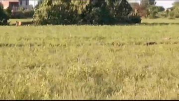 मथुरा23सितम्बर24*जनपद में वृक्षारोपण के स्थान पर कुछ भूमाफिया कर रहे धुआँधार वृक्षों का कटान।