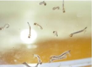 देहरादून: डेंगू का डंक फिर डरा रहा है, इसके चलते स्वास्थ विभाग अलर्ट मोड़ पर,