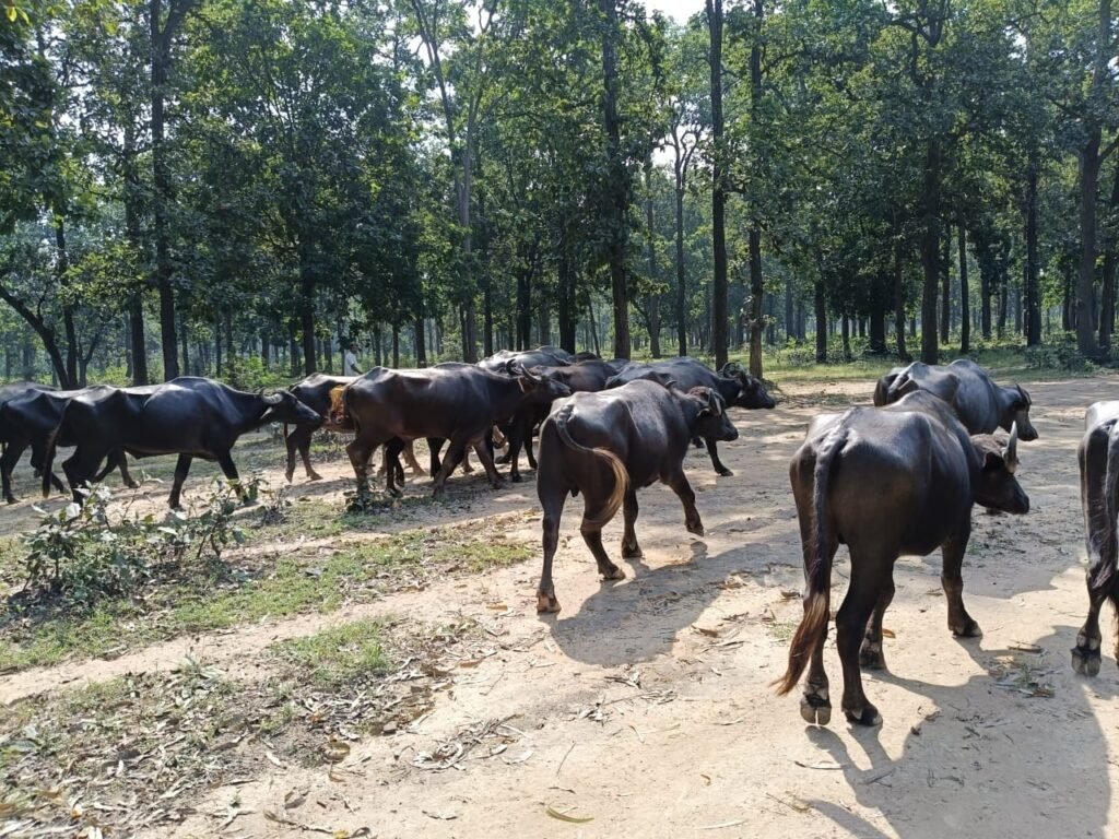 अनूपपुर 02 अक्टूबर 24*थाना रामनगर द्वारा पशुओं पर क्रूरता करने वाले व्यक्तियों के विरूद्ध कार्यवाही कर 19 मवेशियों को मुक्त करवाकर कांजी हाऊस में सुरक्षित रखवाया गया अनूपपुर 02 अक्टूबर 24*थाना रामनगर द्वारा पशुओं पर क्रूरता करने वाले व्यक्तियों के विरूद्ध कार्यवाही कर 19 मवेशियों को मुक्त करवाकर कांजी हाऊस में सुरक्षित रखवाया गया
