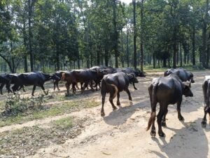 अनूपपुर 02 अक्टूबर 24*थाना रामनगर द्वारा पशुओं पर क्रूरता करने वाले व्यक्तियों के विरूद्ध कार्यवाही कर 19 मवेशियों को मुक्त करवाकर कांजी हाऊस में सुरक्षित रखवाया गया