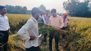 हरदोई29अक्टूबर24*जिलाधिकारी ने स्वयं अपने हाथों से की क्राप कटिगं