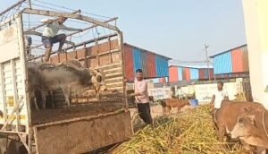 कानपुर देहात 9 अक्टूबर 2024 *डीसीएम में भरकर जा रही गौवंसो को राष्ट्रीय बजरंग दल कार्यकर्ताओं ने पकड़ा*