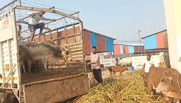 कानपुर देहात 9 अक्टूबर 2024 *डीसीएम में भरकर जा रही गौवंसो को राष्ट्रीय बजरंग दल कार्यकर्ताओं ने पकड़ा* कानपुर देहात 9 अक्टूबर 2024 *डीसीएम में भरकर जा रही गौवंसो को राष्ट्रीय बजरंग दल कार्यकर्ताओं ने पकड़ा*