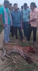 बिजनौर16अक्टूबर24*खेत पर काम करने गए किसान पर गुलदार का हमला बिजनौर16अक्टूबर24*खेत पर काम करने गए किसान पर गुलदार का हमला