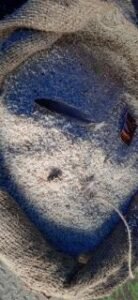 कौशाम्बी30अक्टूबर24*सरकारी राशन के साथ फ्री मे हैजा डायरिया बांट रहे अधिकारी*