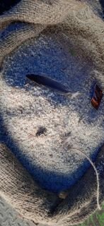 कौशाम्बी30अक्टूबर24*सरकारी राशन के साथ फ्री मे हैजा डायरिया बांट रहे अधिकारी*