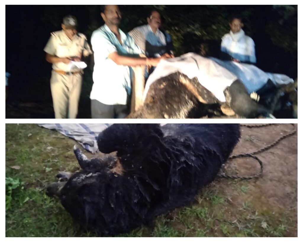 अनूपपुर 13 अक्टूबर 24*खालबहरा के जंगल में नर भालू की मौत,वनविभाग जुटा जांच में