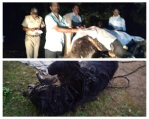 अनूपपुर 13 अक्टूबर 24*खालबहरा के जंगल में नर भालू की मौत,वनविभाग जुटा जांच में