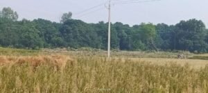 कौशाम्बी3नवम्बर24*हरीयाली के दुश्मन बने लकड़ी माफिया, दिनदहाड़े काट रहे हैं हरे भरे पेड़*