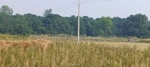 कौशाम्बी3नवम्बर24*हरीयाली के दुश्मन बने लकड़ी माफिया, दिनदहाड़े काट रहे हैं हरे भरे पेड़*