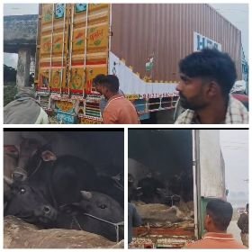 मथुरा 6 नवंबर 2024*श्री चिंता हरण महादेव गौ रक्षक अभिषेक ठाकुर अखिल भारतीय गौ सेवा