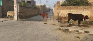 पंजाब23नवम्बर24*हनुमानगढ़ रोड पर आवारा पशुओं का आतंक, लोगों का घर से बाहर निकला हुआ मुश्किल