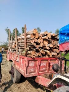 रायबरेली07दिसम्बर24*सरकारी यूकेलिप्टस के पेड़ काटने व बेचने वालों को पड़ा महंगा