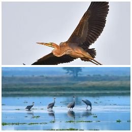 बाराबंकी13दिसम्बर24*जनपद में पहली बार जैव विविधता पर दो दिवसीय फ़ोटो प्रदर्शनी का आयोजन