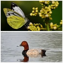 बाराबंकी13दिसम्बर24*जनपद में पहली बार जैव विविधता पर दो दिवसीय फ़ोटो प्रदर्शनी का आयोजन