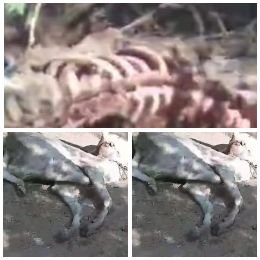 मथुरा14दिसम्बर24*गोवंश अवशेष मिलने के मामले में विश्व हिंदू महासंघ ने की कड़ी निंदा।