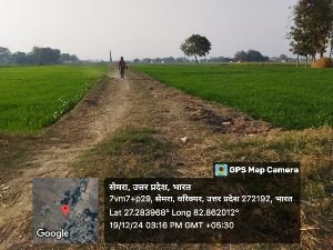 सिद्धार्थनगर20दिसम्बर24*खेतों में फसल, कागजों में मनरेगा।*