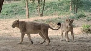 इटावा21दिसम्बर24* जंगल में शेरों को हुई ये बीमारी, होम्योपैथी-आर्युवेद से किया जा रहा इन्हें ठीक