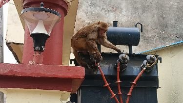 कौशांबी28दिसम्बर24*ग्यारह हजार की लाइन में चिपक कर रह गया हनुमान का दूत*