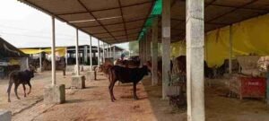 रायबरेली २४ दिसम्बर २०२४* हरदोई ग्राम पंचायत की अस्थाई गौशाला में सभी व्यवस्थाएं चुस्त दुरुस्त