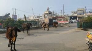 पंजाब03जनवरी25*मलोट चौक पर आवारा पशुओं का आतंक, बन रहे हादसों का कारण