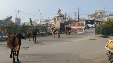 पंजाब03जनवरी25*मलोट चौक पर आवारा पशुओं का आतंक, बन रहे हादसों का कारण