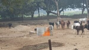 कौशांबी05जनवरी25*सिस्टम मर गया या मर गया जमीर! कुत्ते नोच कर खा रहे मरे हुए गौवंश, वीडियो वायरल*