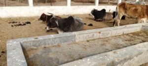 कौशांबी08जनवरी25*चील-कौए नोच रहे थे गौशाला में जंगली जानवर द्वारा हमले में मृत गौवंश का अवशेष*