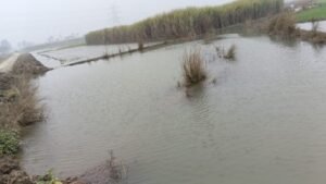 अयोध्या08जनवरी25*खेतों में जल भराव से किसानों की सैकड़ो भीगा फसलें हो रही बर्बाद